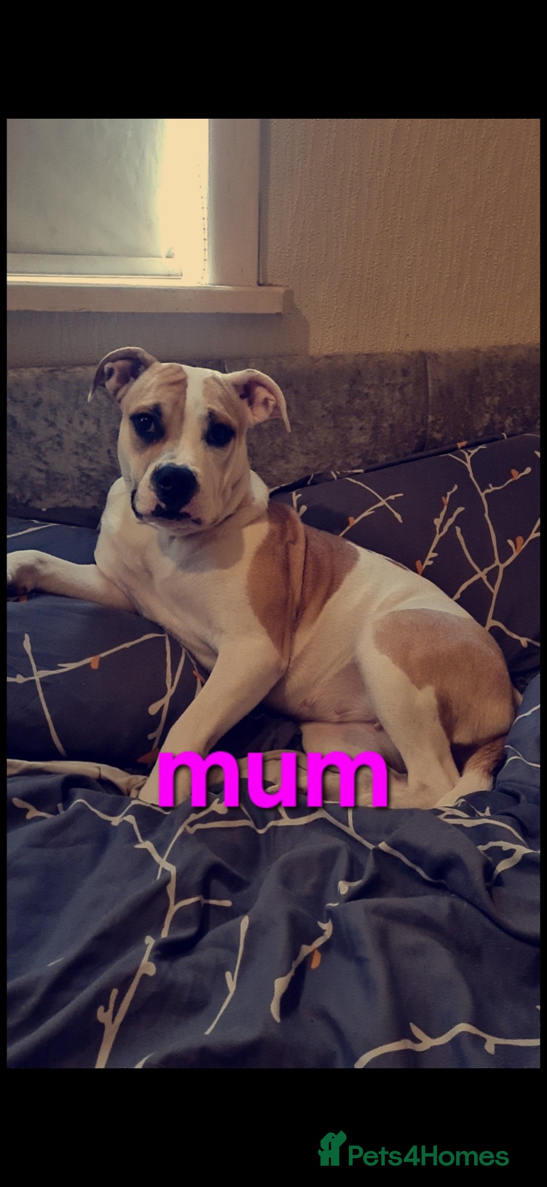 Mixed Breed dogs for sale: Beautiful Litter of 4 Puppies 🐶  - Image 11