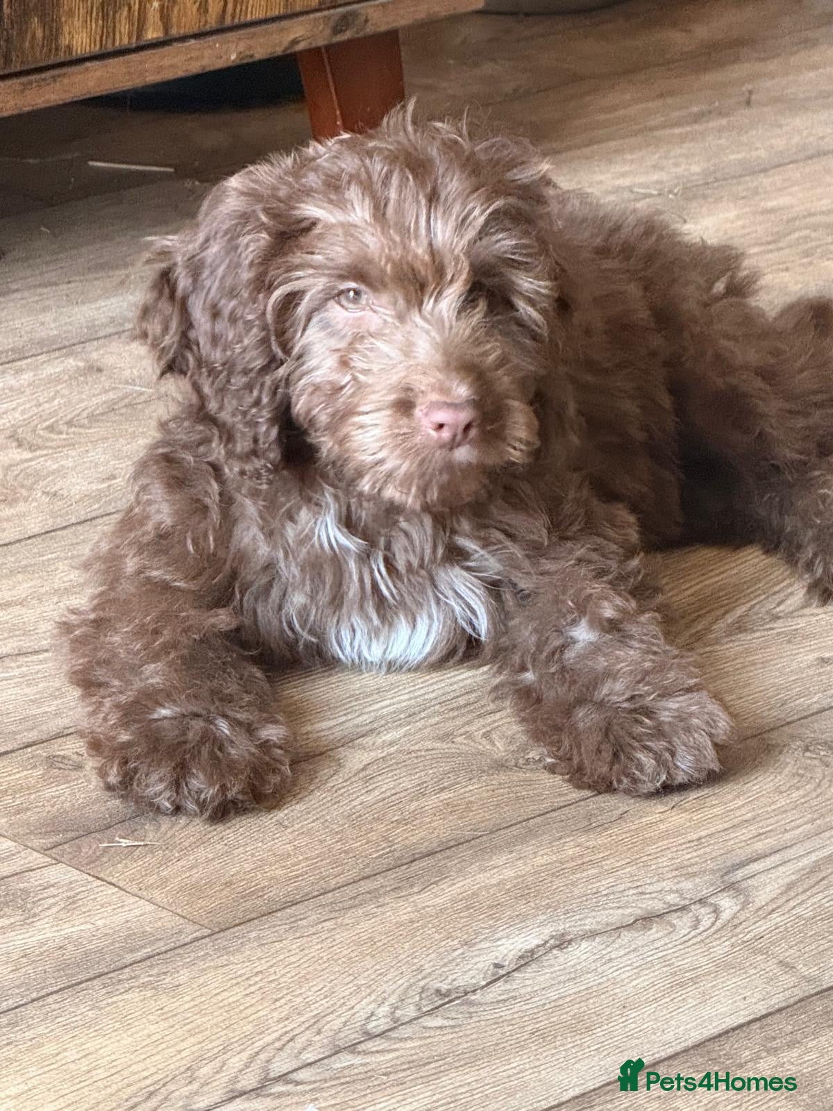Cockapoo dogs for sale: Chocolate cockapoo - Advert 2
