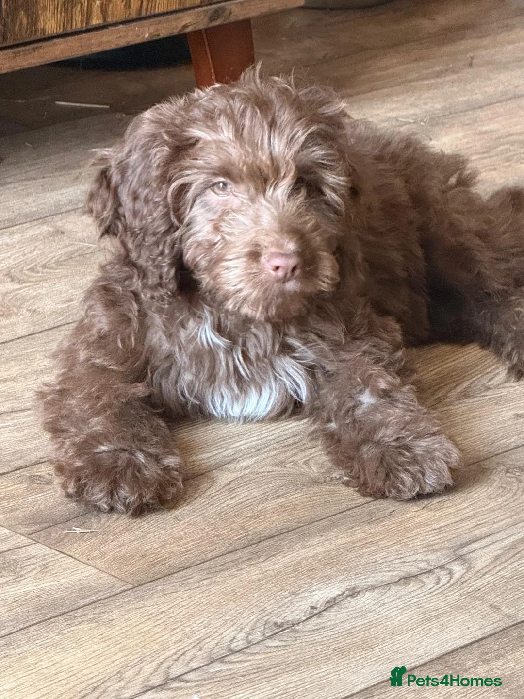 Cockapoo dogs for sale: Chocolate cockapoo in March - Advert 1