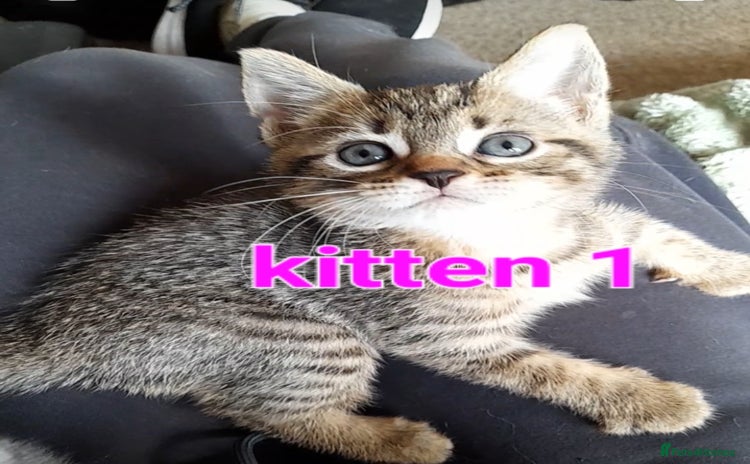 Mixed Breed cats - Advert 7