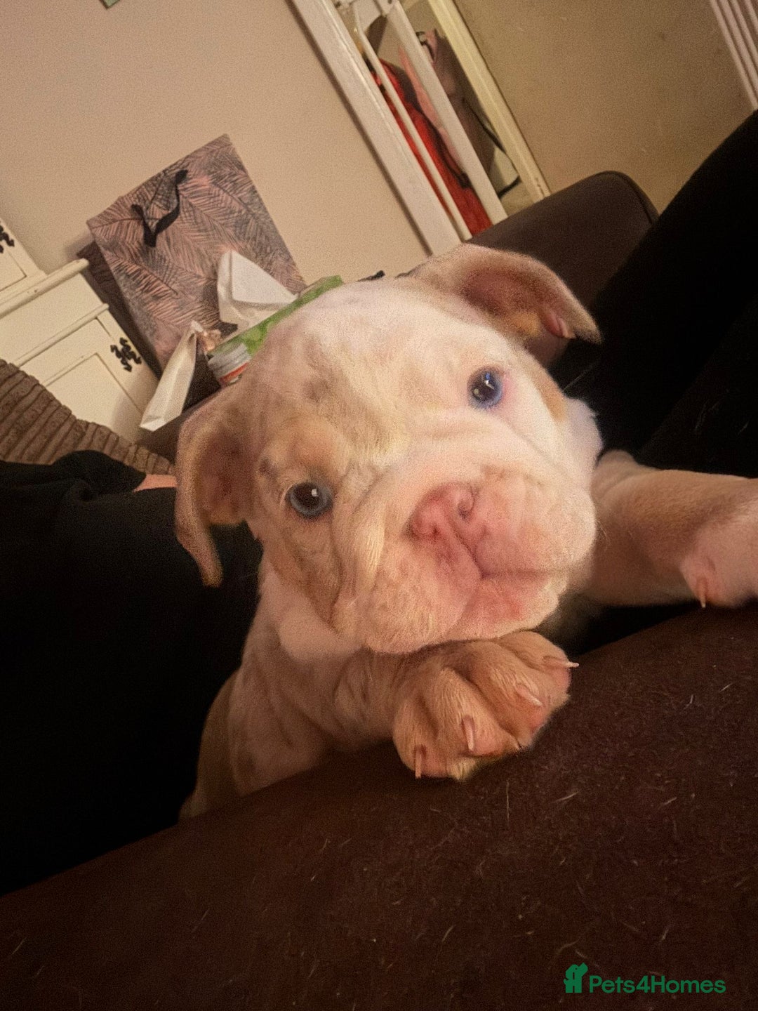 Mixed Breed dogs for sale: ✨ CHARLIE’S ANGELS – BULLDOG GIRLS ✨ - Image 8