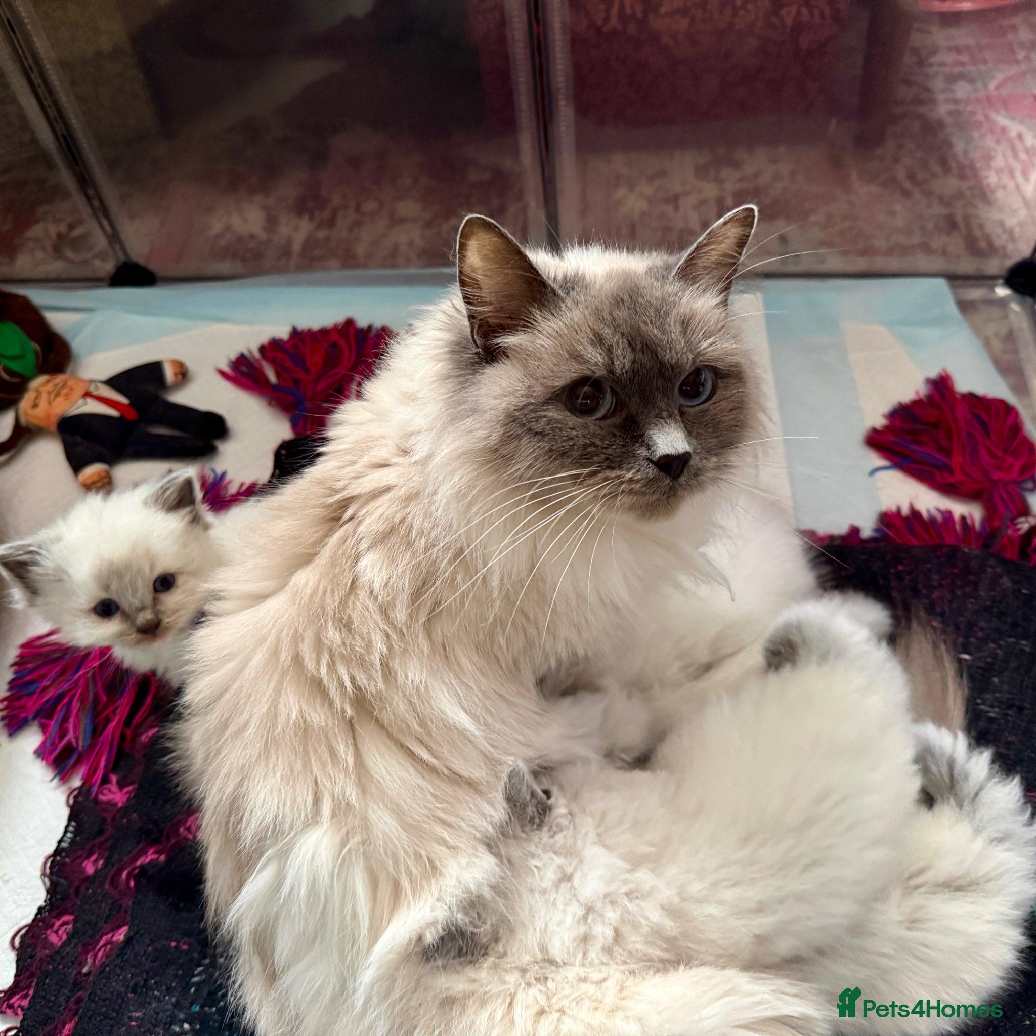Ragdoll cats for sale: Gorgeous Blue Point purebred Ragdoll Kittens - Advert 3