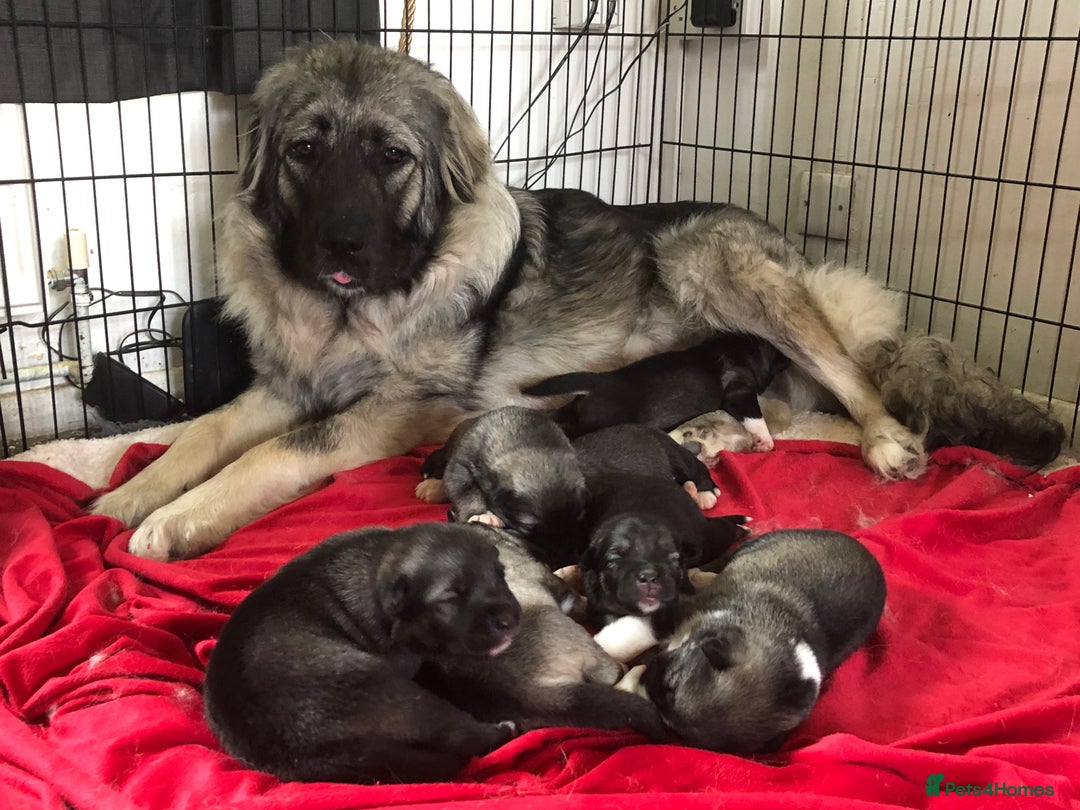 Mixed Breed dogs for sale: READY NOW! Caucasian Shepherd x Siberian Husky - Image 16
