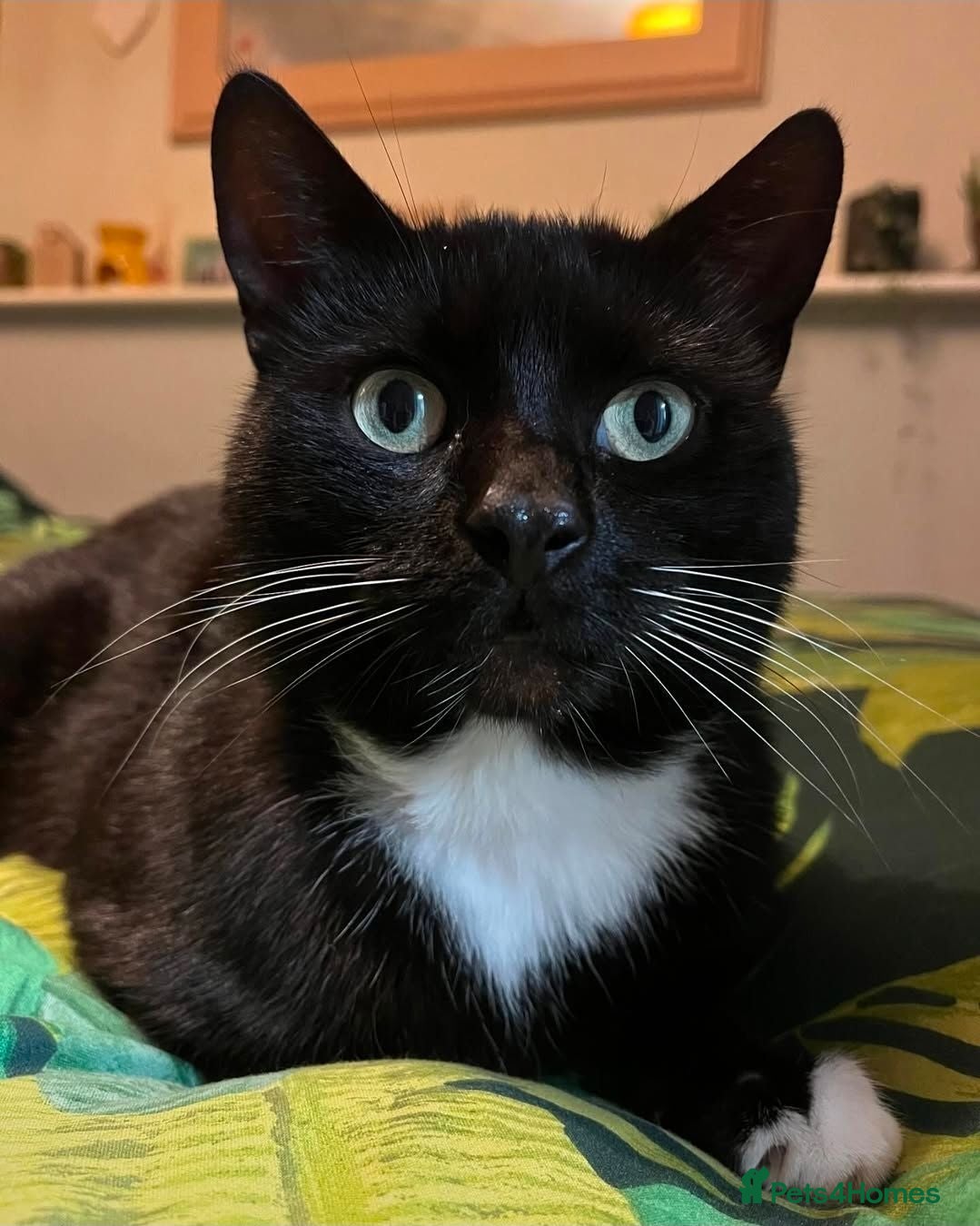 Mixed Breed cats 5 year old tuxedo cat needing a home - Advert 8