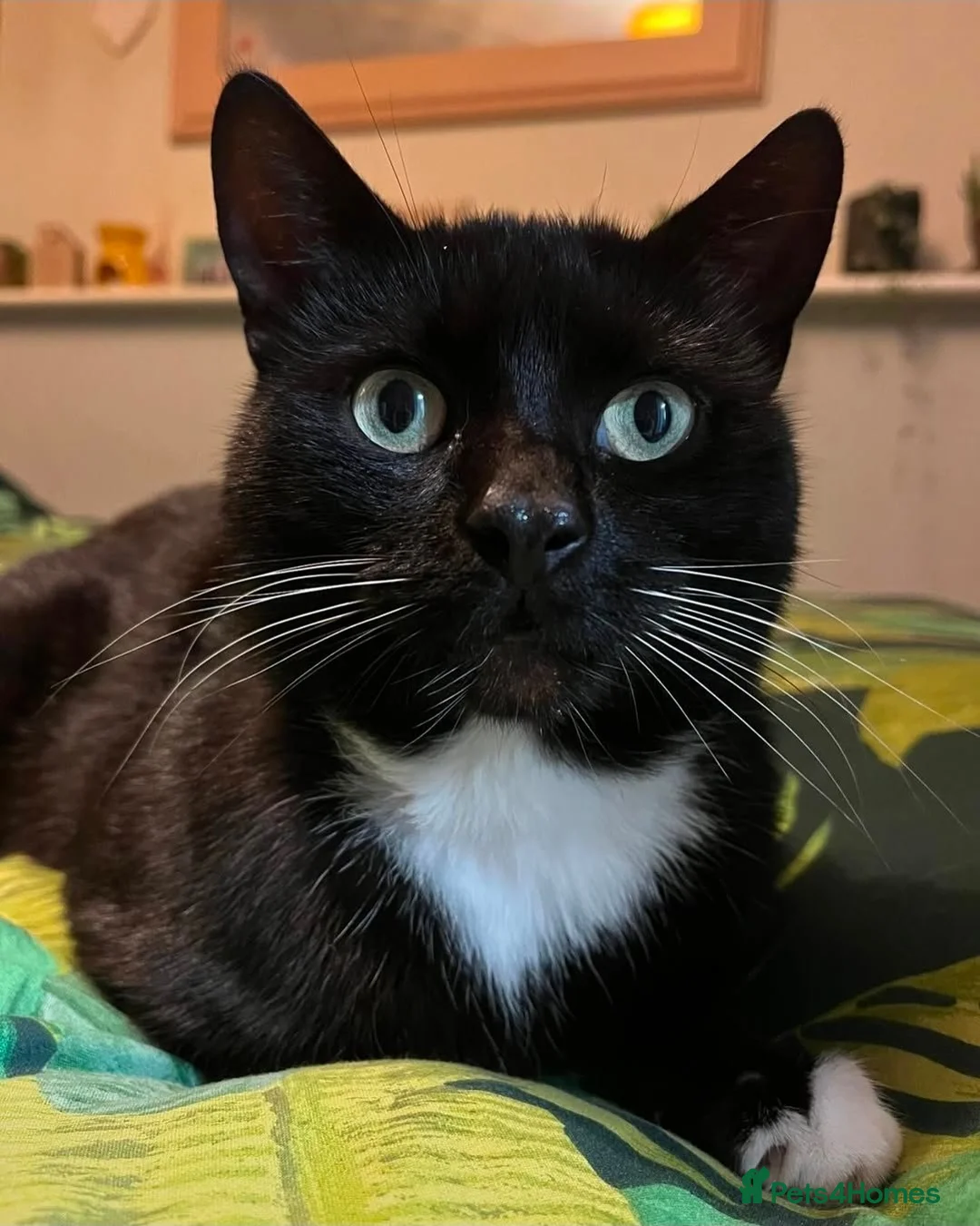 Mixed Breed cats for sale: 5 year old tuxedo cat needing a home - Advert 1