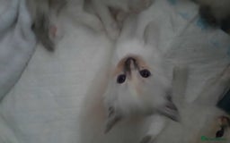 Ragdoll cats for sale:  loved Ragdoll kittens Full Breed - Image 8