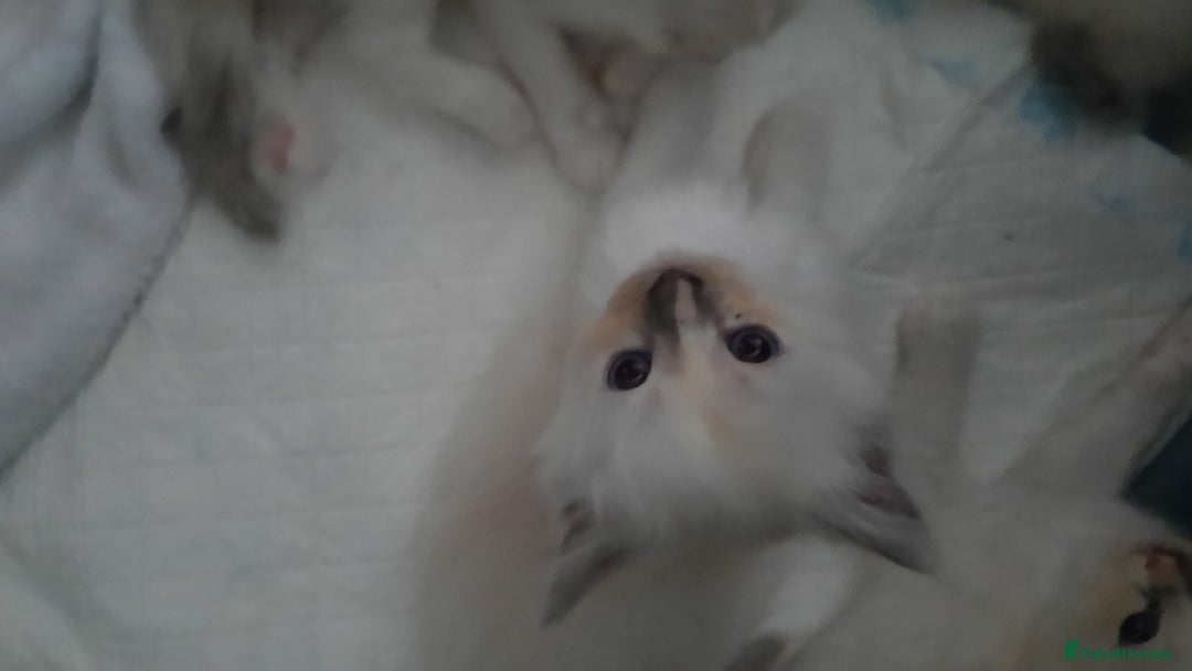 Ragdoll cats for sale:  loved Ragdoll kittens Full Breed - Image 8