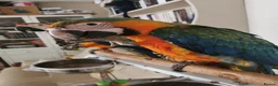 Macaws birds for sale: Lovely, beautiful Catalina Macaw girl ❤️ - Advert 5