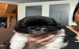 Mixed Breed dogs for sale: 6 beautiful Shih Tzu/Pomerianian puppies !  - Advert 32