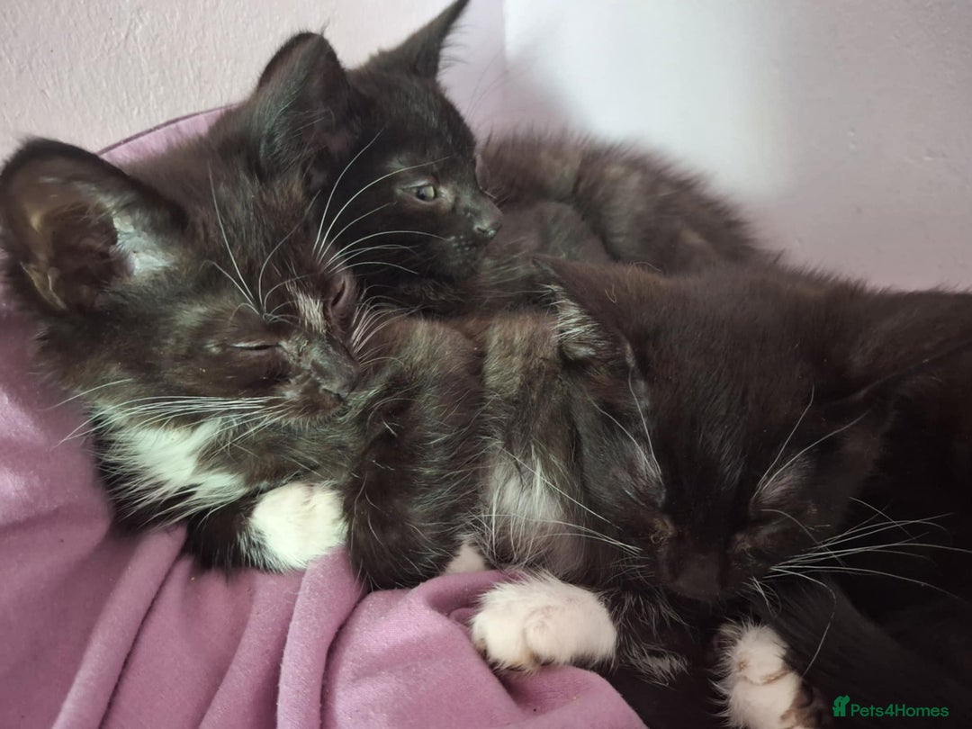 Mixed Breed cats for sale: Black and black and white kittens - Image 5