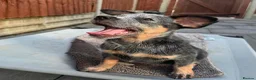 Australian Cattle Dog dogs for sale: Spark of the Outback in Every Curious Little Face in Belfast - Advert 9