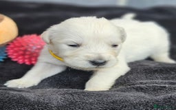 Golden Retriever dogs for sale: Gorgeous kc golden retrievers  - Image 13