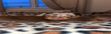 Miniature Dachshund 2