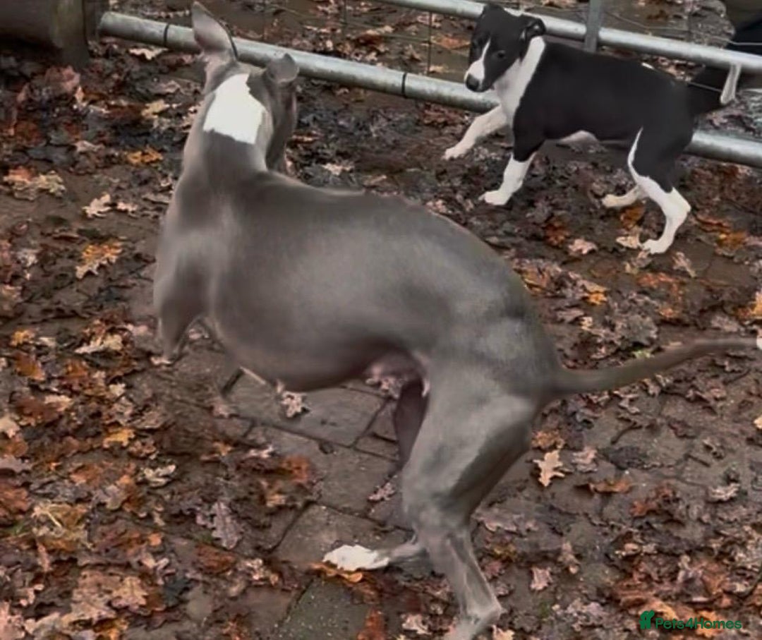 Whippet dogs for sale: Gorgeous whippet puppies for sale  - Advert 6