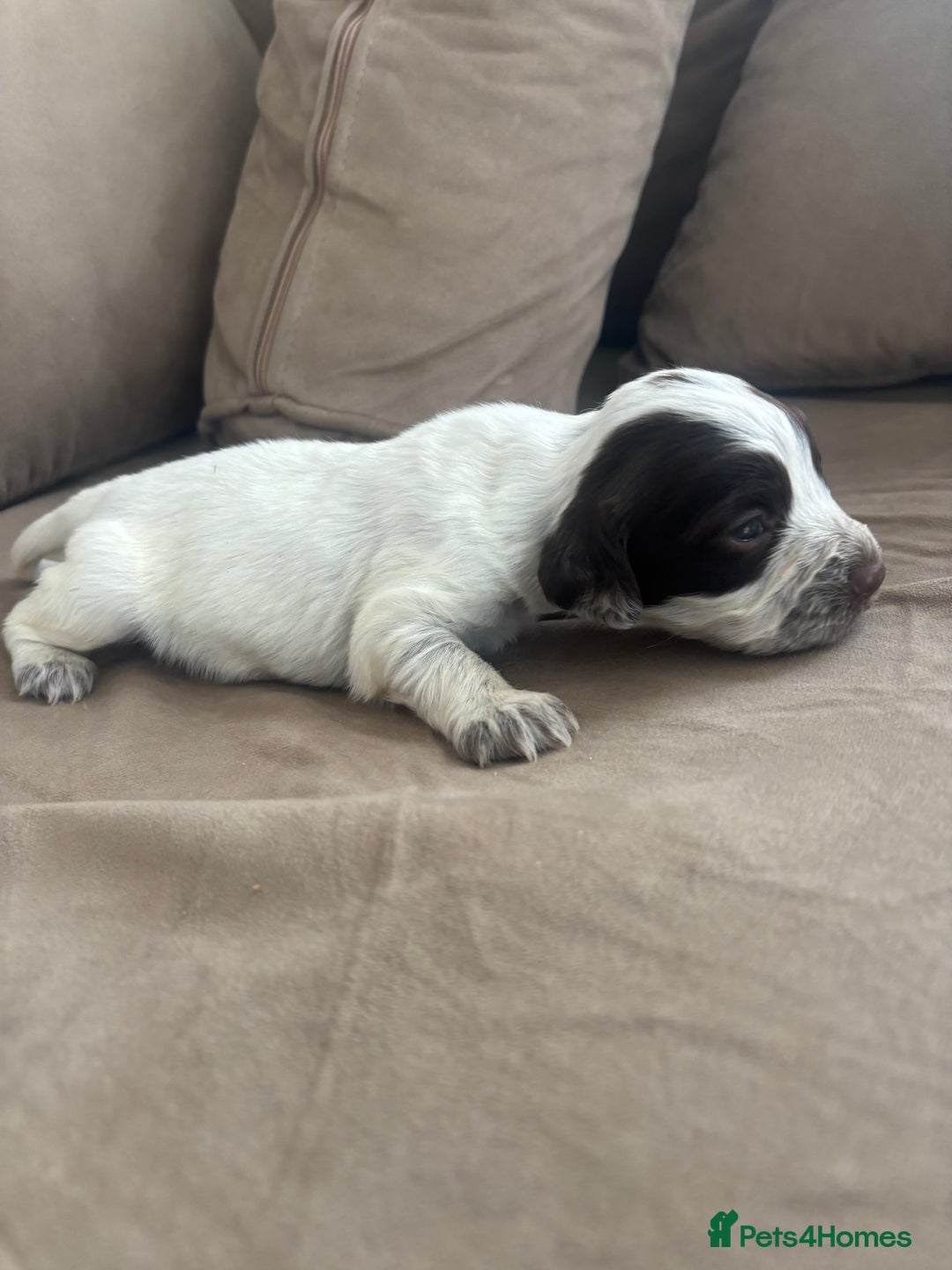 Cocker Spaniel dogs for sale: Cocker spaniel puppies  - Image 28