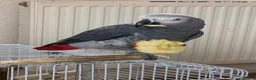 Parrots birds for sale: African Grey  in Plymouth - Advert 1