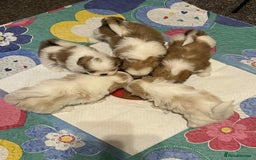 Shih Tzu dogs for sale: Five Adorable Puppies Looking for Loving Families - Image 6