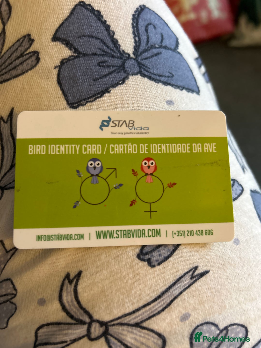 Conures birds for sale: Conure - Advert 6