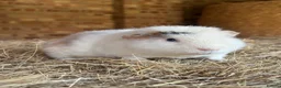 Guinea Pig rodents for sale: Sweetest male guinea  - Advert 2