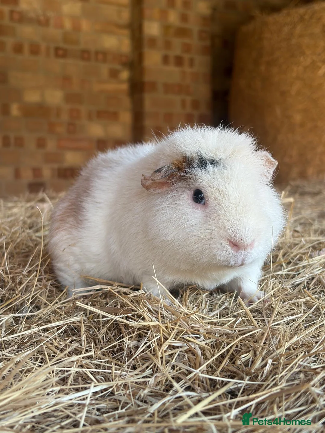 Guinea Pig rodents for sale: Sweetest male guinea  - Advert 2