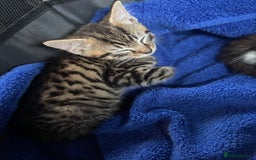 Domestic Shorthair cats for sale: Beautiful Kittens - Image 1