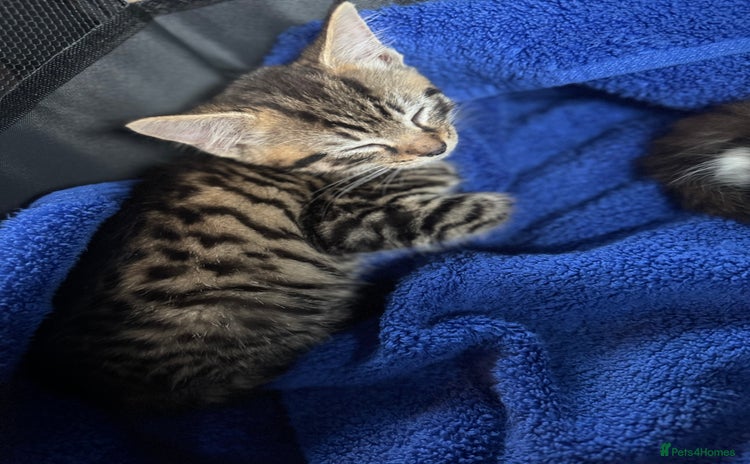 Domestic Shorthair cats - Advert 1