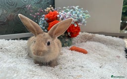 Continental Giant rabbits for sale: Continental Giant baby Rabbits harlequin yellow  - Image 6