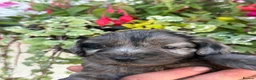 Cockapoo dogs for sale: Stunning F1 Cockapoos - Advert 3