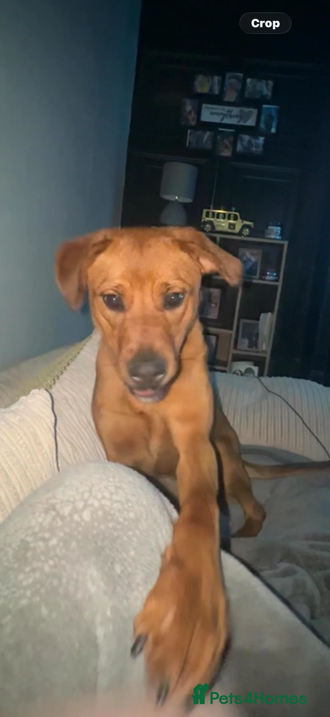 Mixed Breed dogs for sale: Lola is looking for her forever home  - Advert 3
