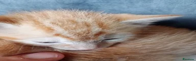 Ginger female