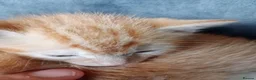 Mixed Breed cats for sale: 4 kittens ready to go - Advert 9