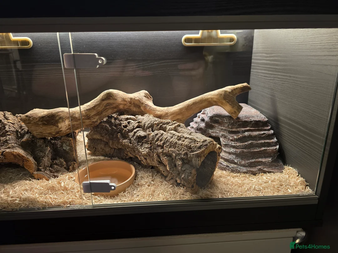 Corn Snake reptiles for sale: Corn Snake & Full set up (Female approx 4 y) - Advert 6