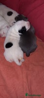 Staffordshire Bull Terrier dogs staffordshire bull terrier puppy's - Advert 3