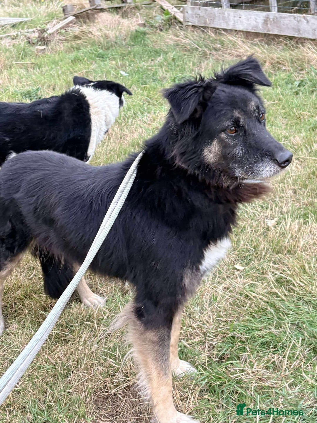 Mixed Breed dogs for adoption: Meet Ollie, currently residing in Essex  - Image 6