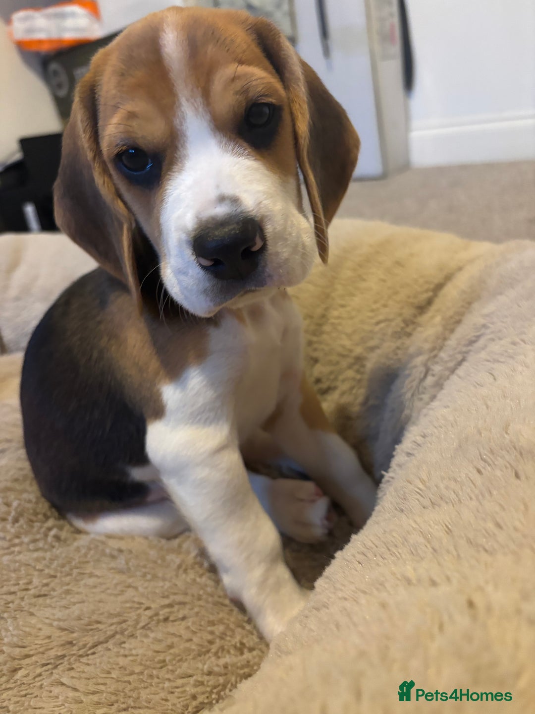 Beagle dogs for sale: KC registered Beagle puppies ⭐Ready to leave now⭐️ - Image 3
