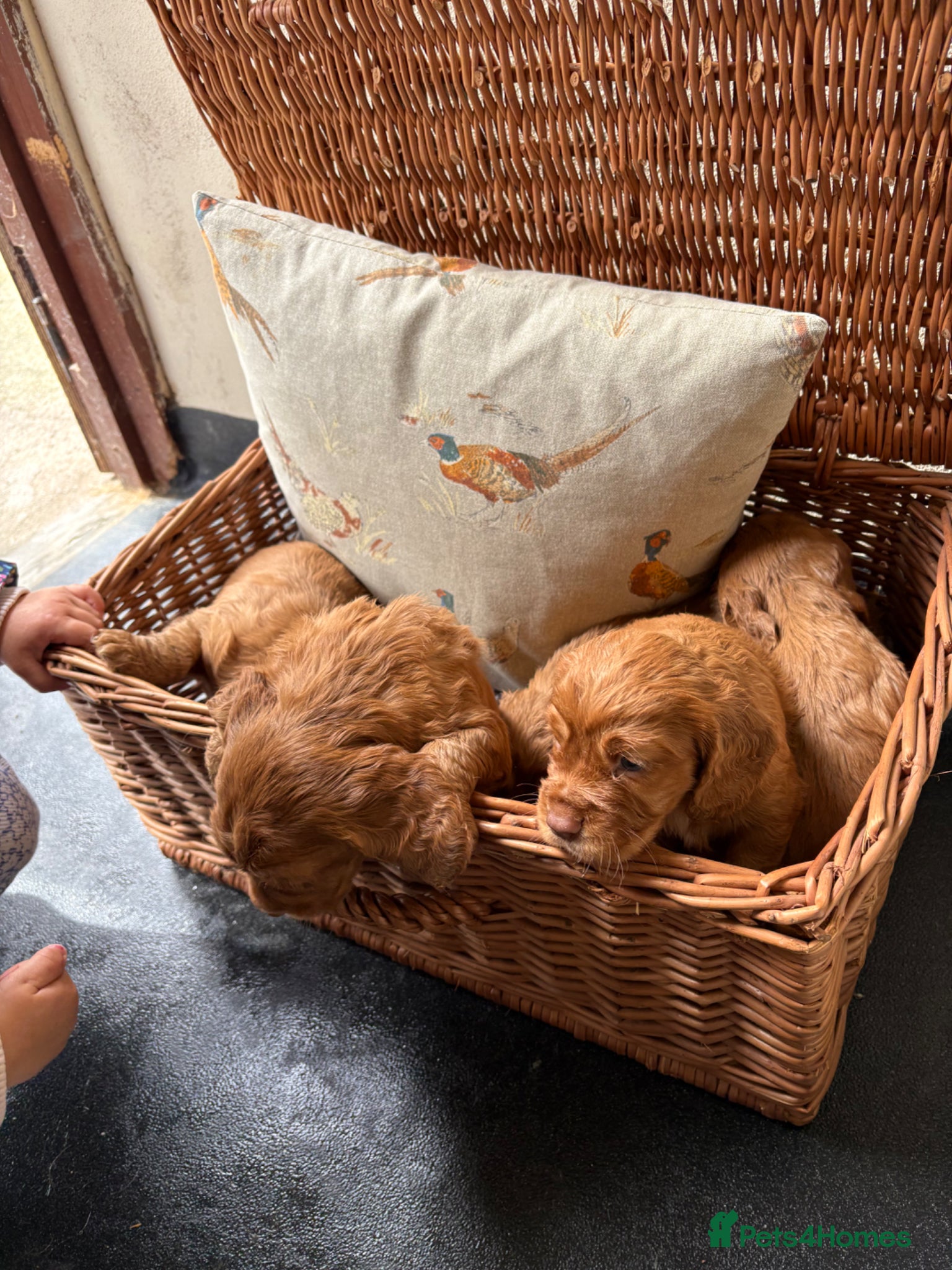 Cocker Spaniel dogs KC registered Cocker spaniels - Advert 2