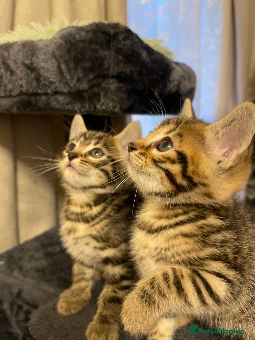 Mixed Breed cats for sale: Bengal mixed kitten  - Advert 8