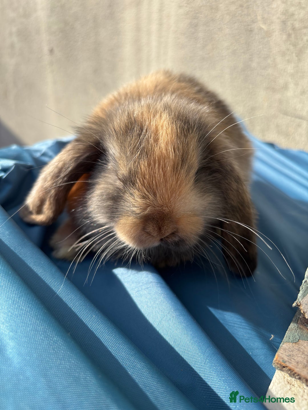 Mini Lop rabbits for sale: Purebred Minilops Available To Reserve - Image 2