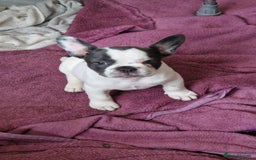 Mixed Breed dogs for sale: Fantastic 3/4 French bulldog and a 1/4 jack puppy - Image 24