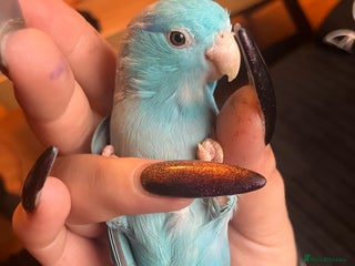 Parrots birds Blue Celestial Pacific Parrotlet for Sale - Advert 4