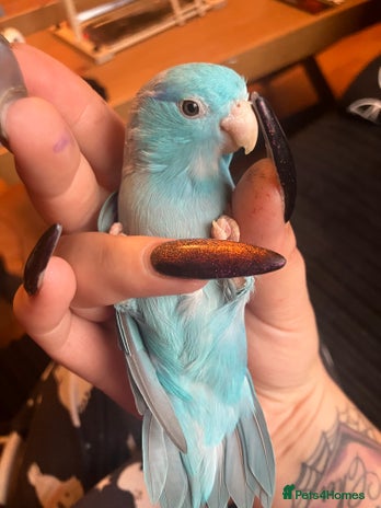 Parrots birds Blue Celestial Pacific Parrotlet for Sale - Advert 6