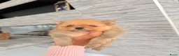 Pomeranian dogs for sale: 🫶🏽 5 BEAUTIFUL POMERANIAN PUPPIES 🫶🏽   - Advert 28