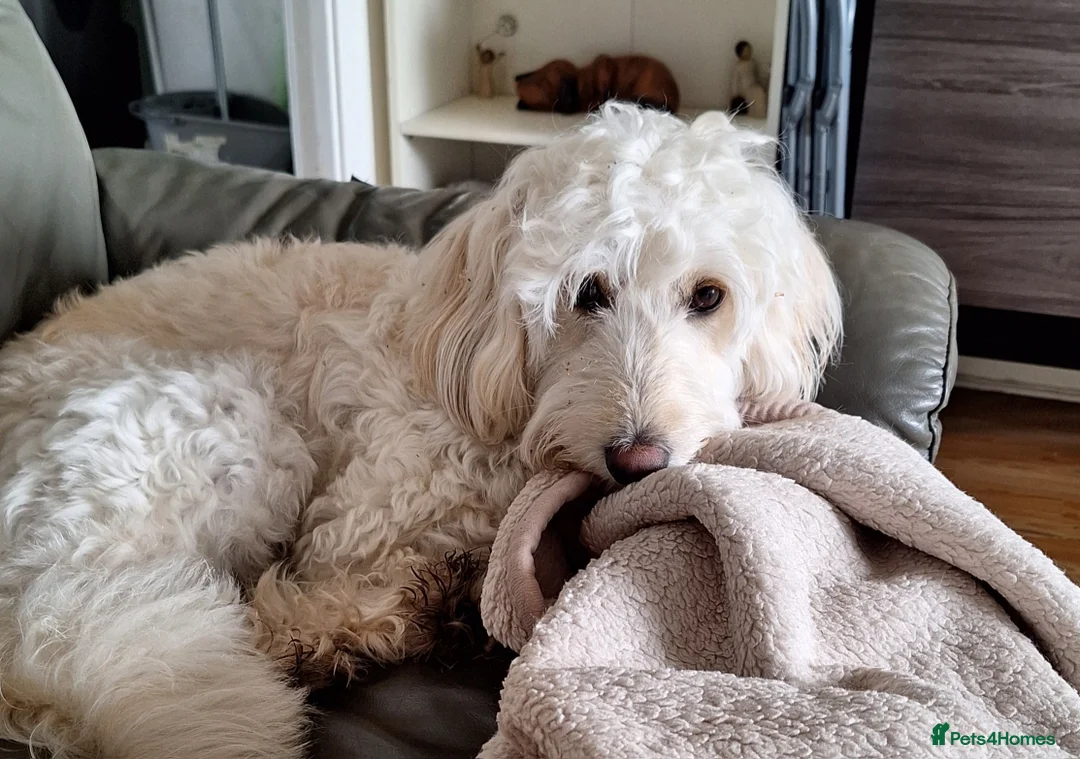 Cockapoo dogs for stud: Buddy for stud - Advert 2