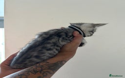 Bengal cats for sale: Bengal x Maine coon  - Image 6