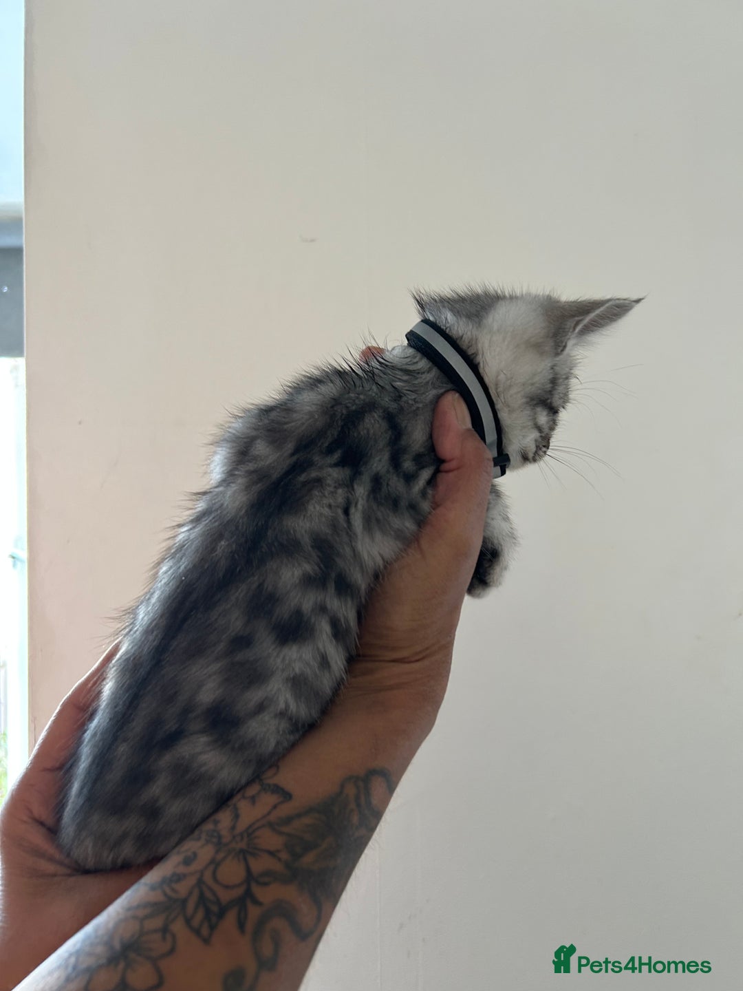 Bengal cats for sale: Bengal x Maine coon  - Image 6