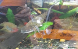 Gecko reptiles for sale: Geckos Fish Frogs full setups - Image 14