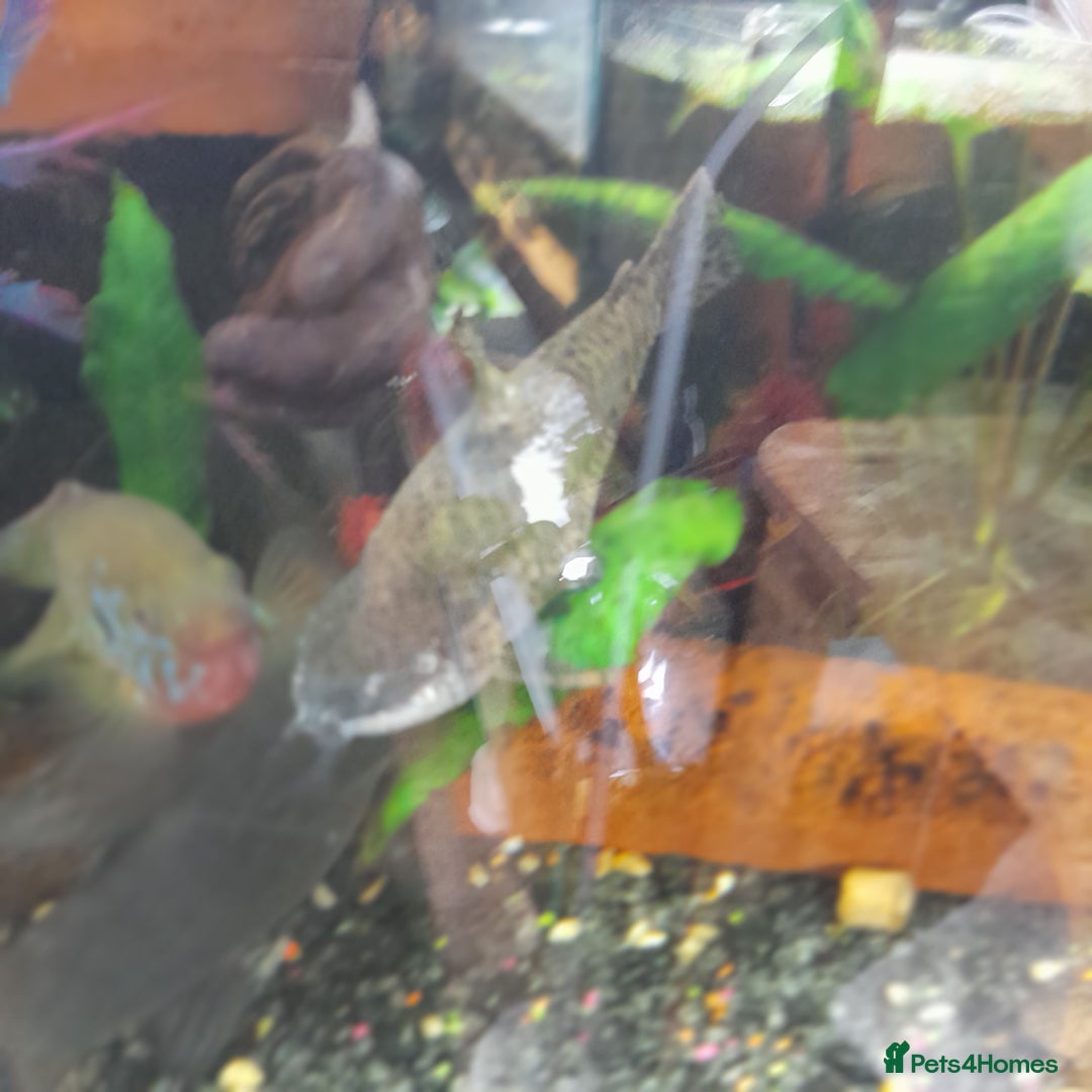 Gecko reptiles for sale: Geckos Fish Frogs full setups - Image 14