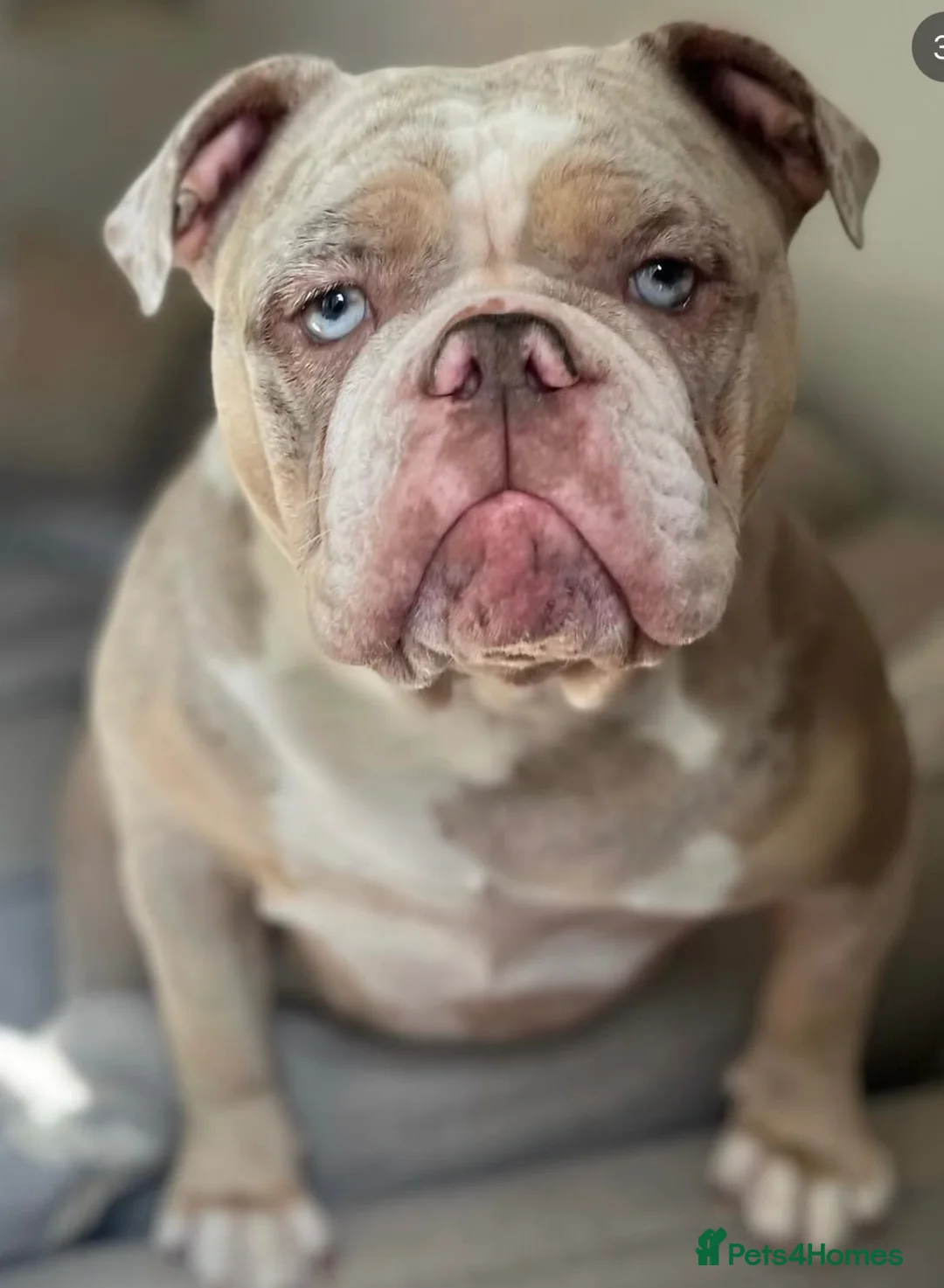 Olde English Bulldogge dogs for sale: STILL AVAILABLE FEMALE OLDE ENGLISH BULLDOGGE - Advert 6