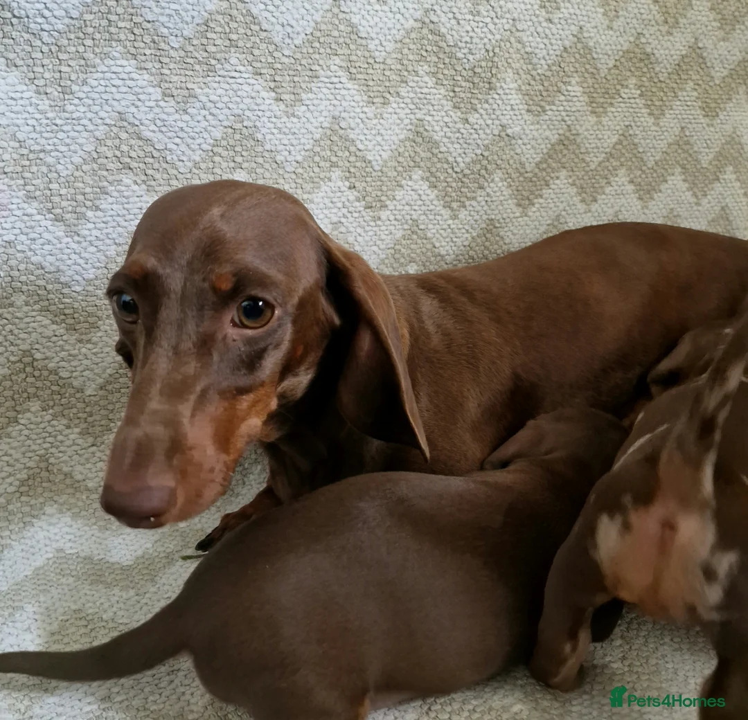 Dachshund dogs for sale: KC Standard Dachshund Puppies - Advert 5