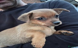 Chihuahua dogs for sale: Chihuahua X puppies  - Image 18